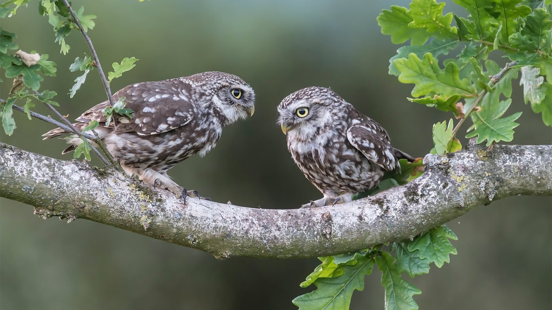 雷速APP-德罗赞的封神时刻，欧冠决赛夜，一记让悬念提前终结的传奇进球